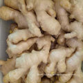 Good Quality of Chinese Air Dry Ginger